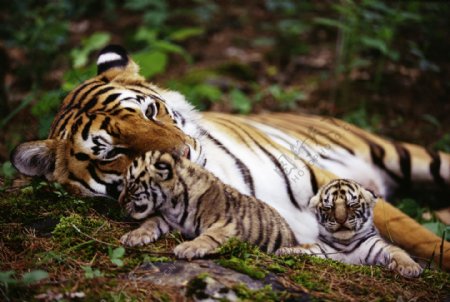 老虎和它的孩子图片