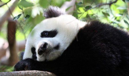 午睡的熊猫图片