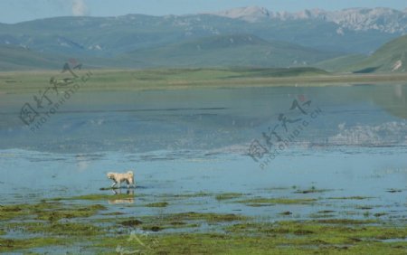 祥和宁静的尕海湖图片