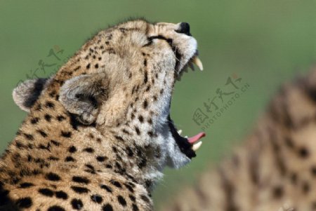 猎豹的大嘴图片