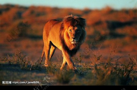 非洲草原雄狮图片