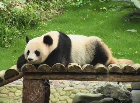 熊猫小憩图片