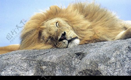 睡狮图片