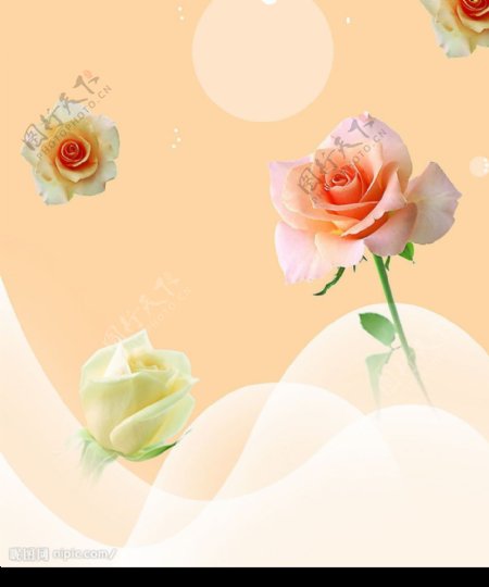 四朵美丽的玫瑰花图片