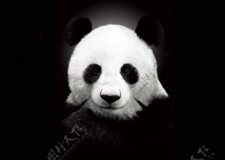 熊猫壁纸黑白分明图片