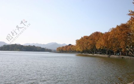 西湖秋景图片