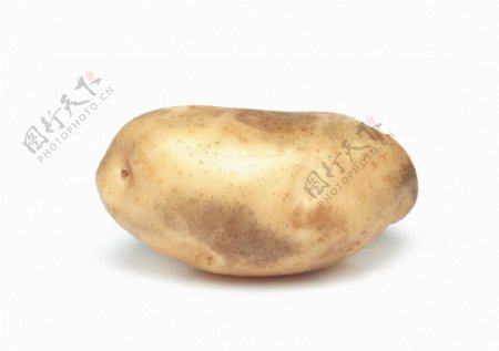 高画质新鲜单颗马铃薯图片