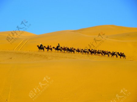 又见沙漠驼队图片