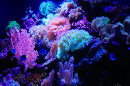 海洋馆珊瑚图片