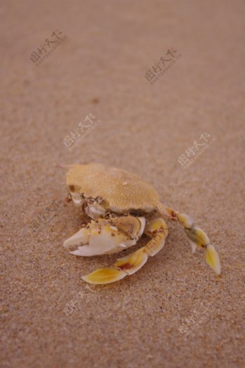 海滩已离去的空壳蟹图片
