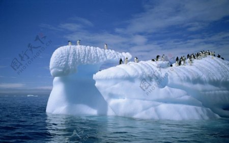 极地企鹅图片