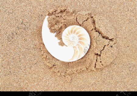 沙滩海螺图片