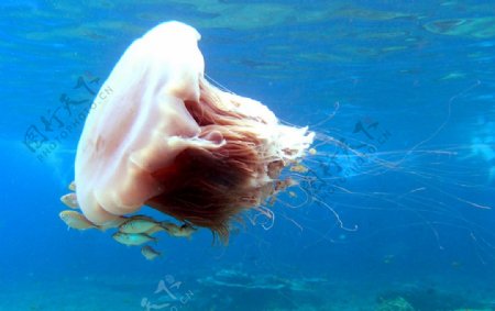 马来西亚Jellyfish图片