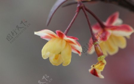 紫叶小檗图片