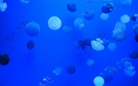 海水深蓝水母图片