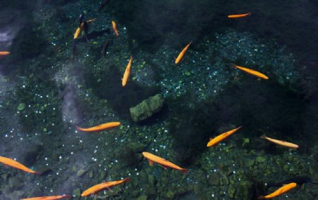 池塘的鲤鱼图片