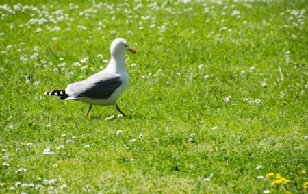 绿色草坪上的一只海鸥图片
