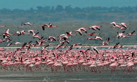 肯尼亚火烈鸟鸟的天堂图片