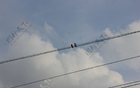 燕子与电线图片
