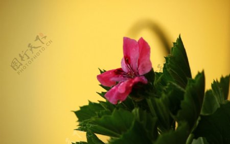 一朵小花的摄影图片