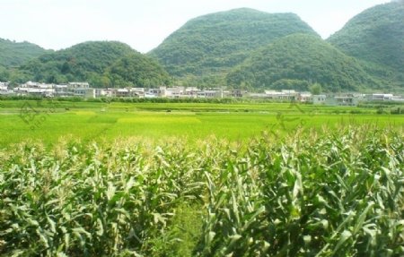 貴州田園图片