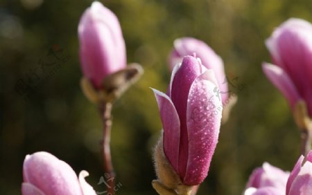 紫玉兰花高清摄影图片