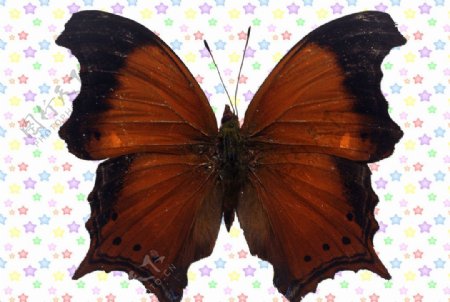 烧边黑褐色蝴蝶图片