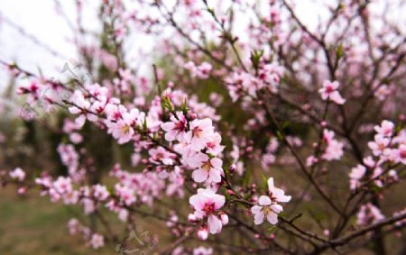 桃花开图片