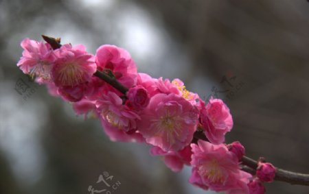 粉艳桃花簇簇开图片