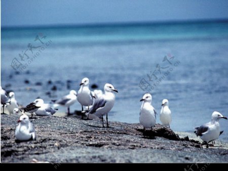 海岸的鳥图片
