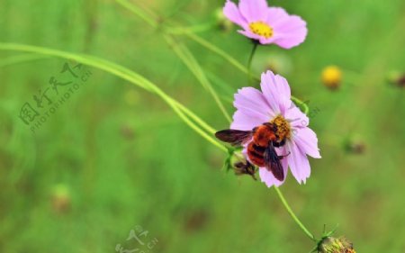 波斯菊上的蜜蜂图片