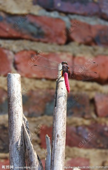 红色尾巴的蜻蜓图片