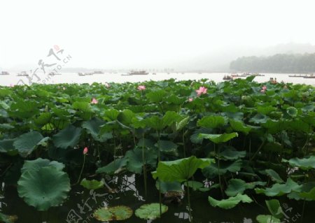 杭州西湖美景图片