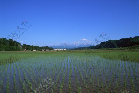 日本稻田图片