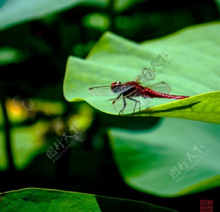 红蜻蜓与荷叶图片