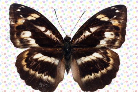 白色条形黑蝴蝶图片