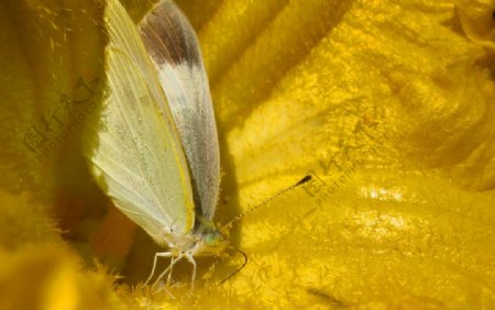南瓜花里的蝴蝶图片