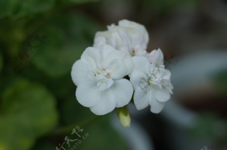 白色天竺葵图片