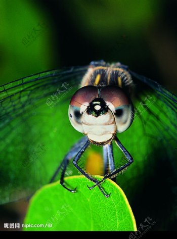 微距下的蜻蜓图片
