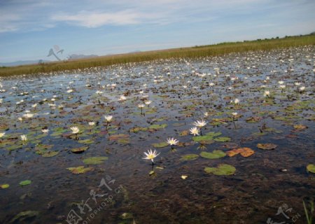 安哥拉湖中荷花图片