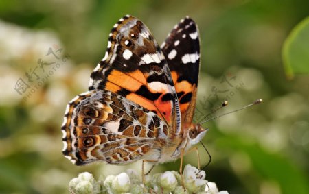 澳大利亚姬红蛱蝶图片