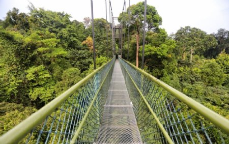 新加坡热带雨林吊桥图片