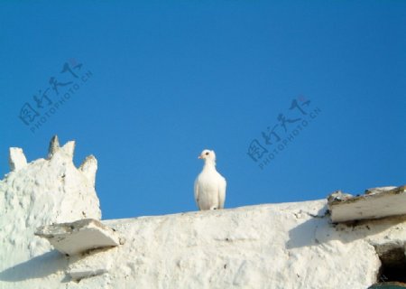 白鳥與藍天图片