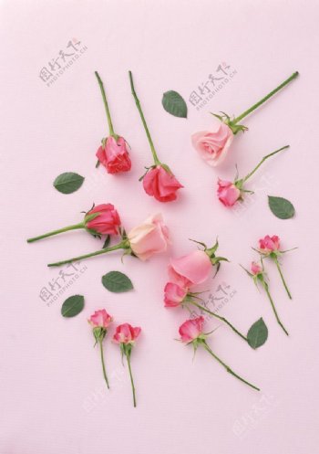 粉色玫瑰组合图片