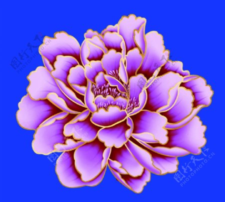 紫色牡丹花图片