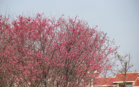 永福樱花图片