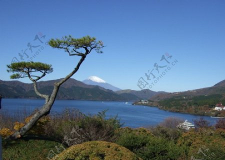 芦湖小松迎富士图片