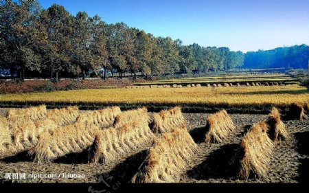 韩国田野的干草堆图片
