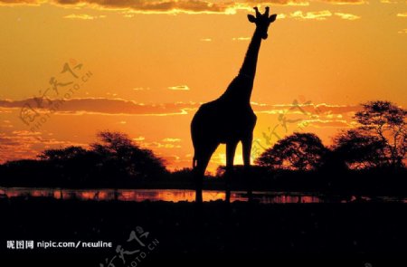南非原野落日图片