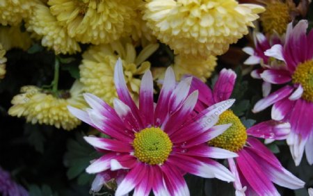 杭州植物园菊花展图片
